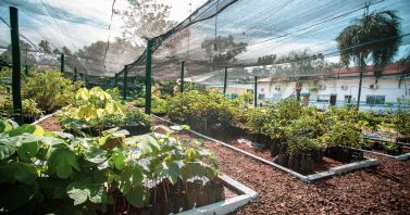 Reflorestamento e neutralização de carbono reforçam a agenda de sustentabilidade em Mato Grosso do Sul