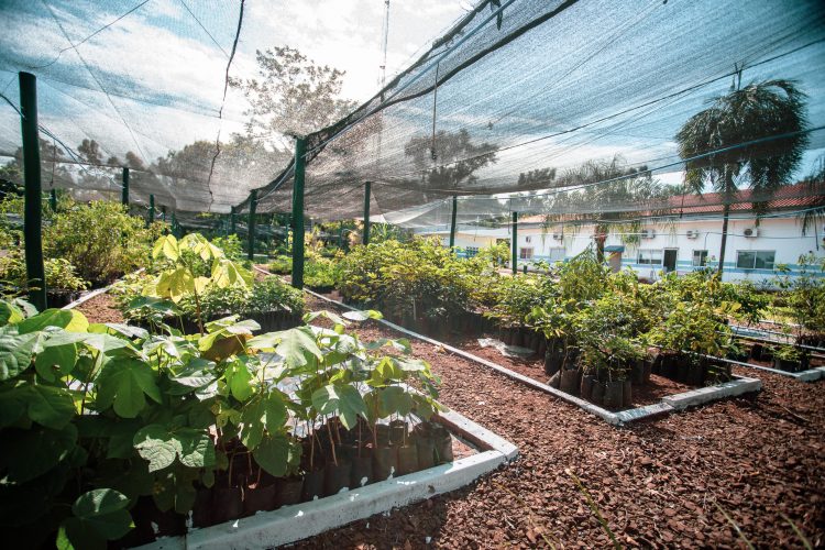 Reflorestamento e neutralização de carbono reforçam a agenda de sustentabilidade em Mato Grosso do Sul