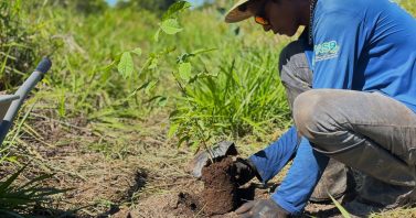 Da produção ao plantio: mudas da Ambiental MS Pantanal reforçam a restauração ambiental na Serra da Bodoquena