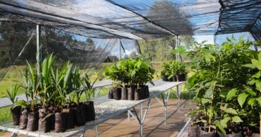 Ambiental MS Pantanal doa mudas para projeto de recuperação de habitat da arara-azul em Miranda