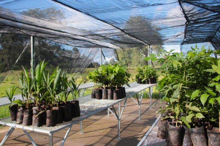 Ambiental MS Pantanal doa mudas para projeto de recuperação de habitat da arara-azul em Miranda